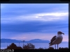seagull-on-film-cc